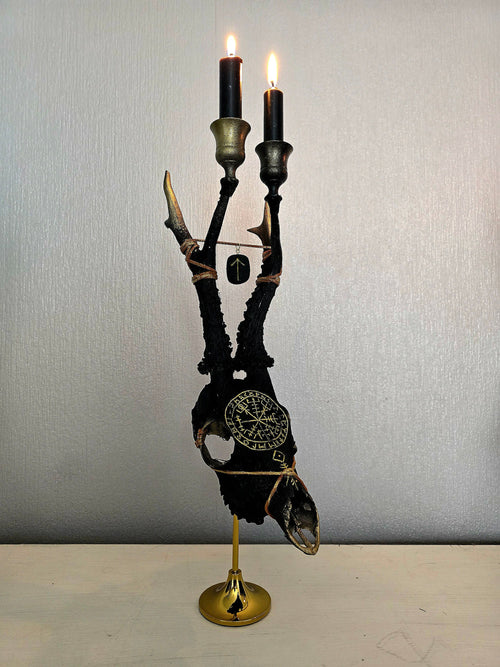 Genuine roe deer skull candle holder