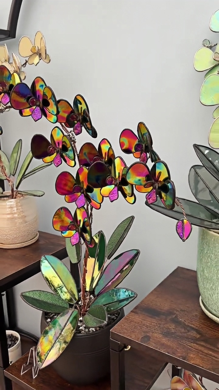 Bicolor Glass Orchid