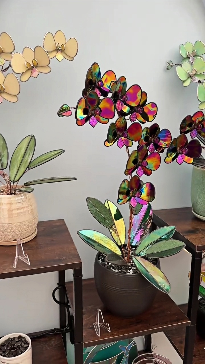 Bicolor Glass Orchid